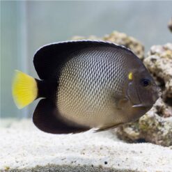 Yellow-Ear Angelfish swimming near sandy substrate with yellow tail and ear spot visible against aquarium rockwork