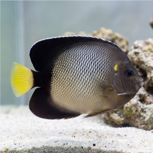 Yellow-Ear Angelfish swimming near sandy substrate with yellow tail and ear spot visible against aquarium rockwork