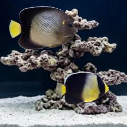 Yellow-Ear Angelfish swimming near coral rock in aquarium with sandy substrate, showing yellow tail and scaled body