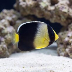 Yellow-Ear Angelfish swimming near coral rock with bold black and yellow banded pattern visible against white sand substrate