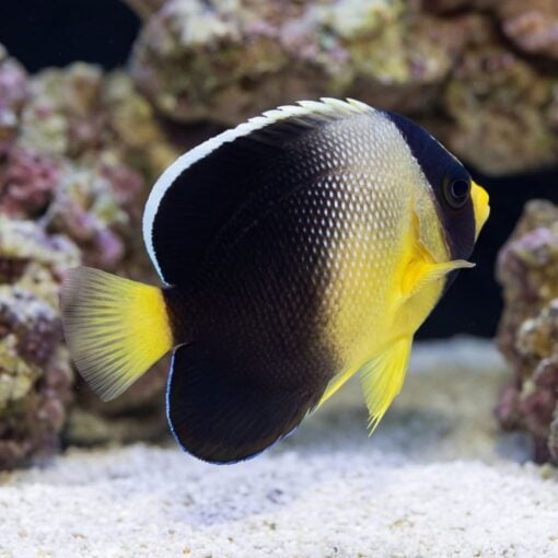 Yellow-Ear Angelfish swimming near sandy substrate with coral rock, showing dark body, white band, and vivid yellow fins and face patch