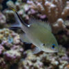 Yellow-Edge Brown Chromis