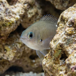 Alternative view of Yellow-Edge Brown Chromis