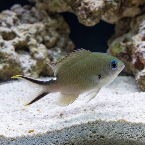 Yellow-Edge Brown Chromis - Image 3