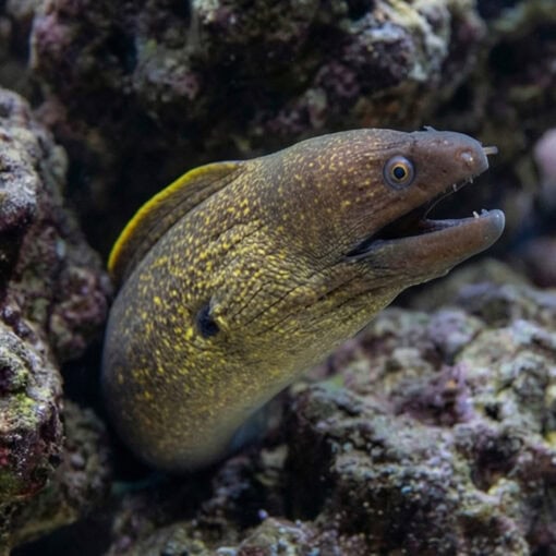 Yellow-Edged Moray - Image 2