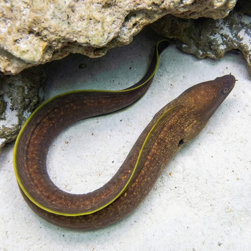 Yellow-Edged Moray - Image 3