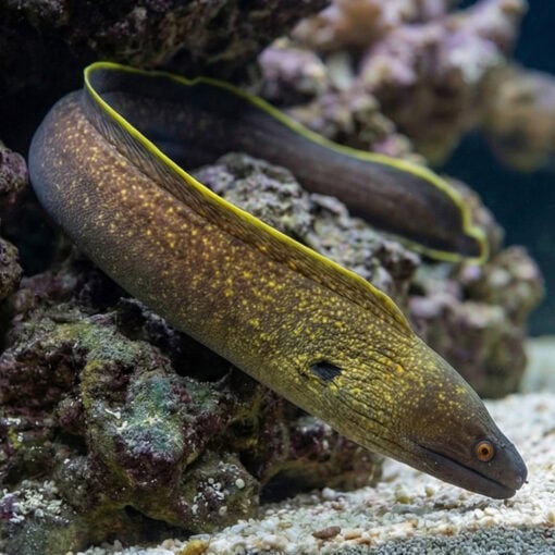Yellow-Edged Moray - Image 5