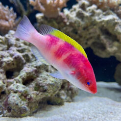 Yellow Fin Fairy Wrasse