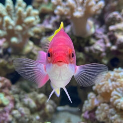 Alternative view of Yellow Fin Fairy Wrasse