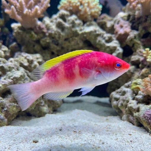 Yellow Fin Fairy Wrasse - Image 3