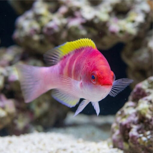 Yellow Fin Fairy Wrasse - Image 4
