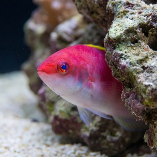 Yellow Fin Fairy Wrasse - Image 5