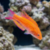 Yellow-Fin Flasher Wrasse