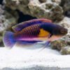 Yellow-Flanked Fairy Wrasse