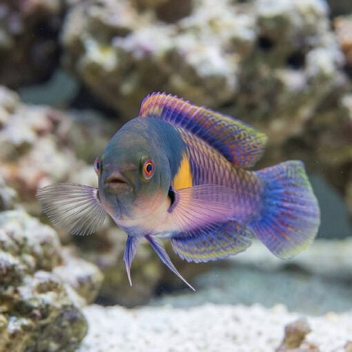 Yellow-Flanked Fairy Wrasse - Image 2