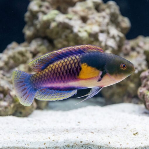 Yellow-Flanked Fairy Wrasse - Image 3