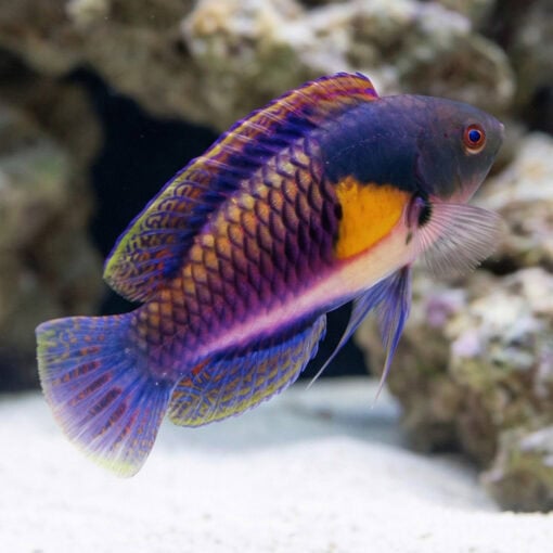 Yellow-Flanked Fairy Wrasse - Image 4