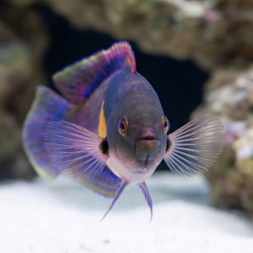Yellow-Flanked Fairy Wrasse - Image 5