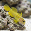 Yellow-Green Goby