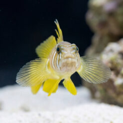 Alternative view of Yellow-Green Goby