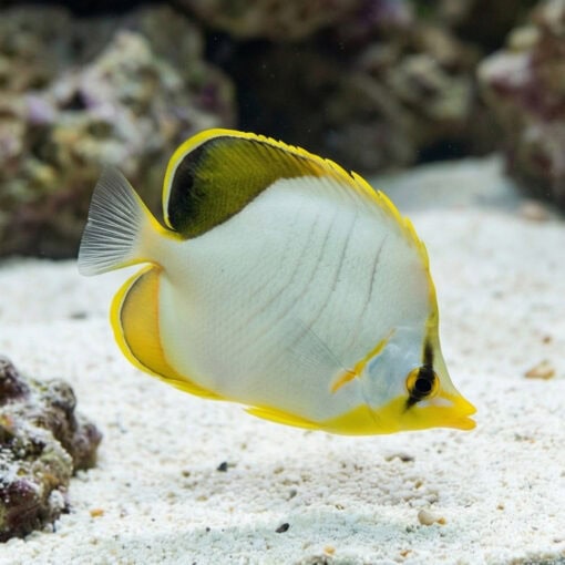 Yellowhead Butterfly - Image 5