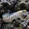 Yellow Head (Fimbriated) Moray Eel