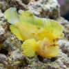 Yellow Leaf Fish