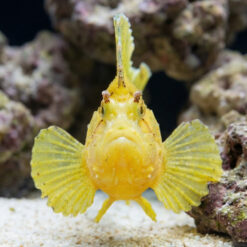 Alternative view of Yellow Leaf Fish