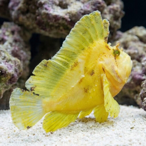 Yellow Leaf Fish - Image 3