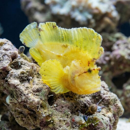 Yellow Leaf Fish - Image 4