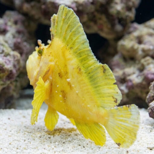 Yellow Leaf Fish - Image 5