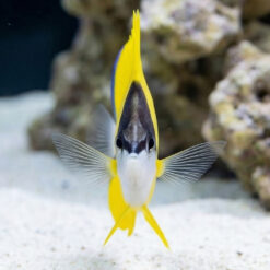 Alternative view of Yellow Longnose Butterfly