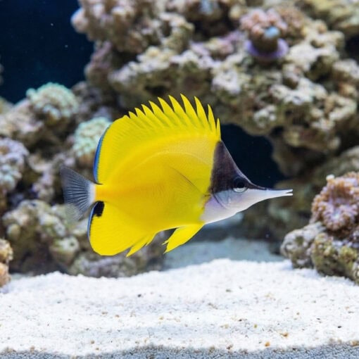 Yellow Longnose Butterfly - Image 3