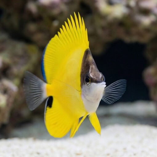 Yellow Longnose Butterfly - Image 4