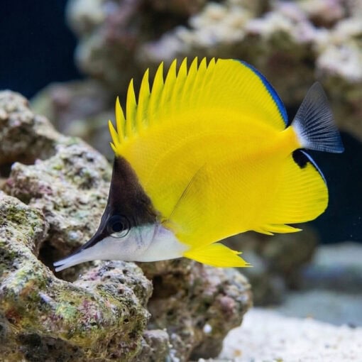 Yellow Longnose Butterfly - Image 5