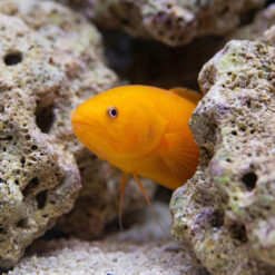 Alternative view of Yellow Cusk Eel