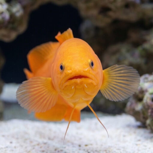 Yellow Cusk Eel - Image 3