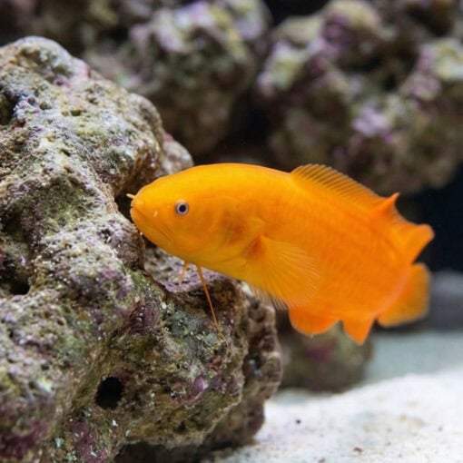 Yellow Cusk Eel - Image 4