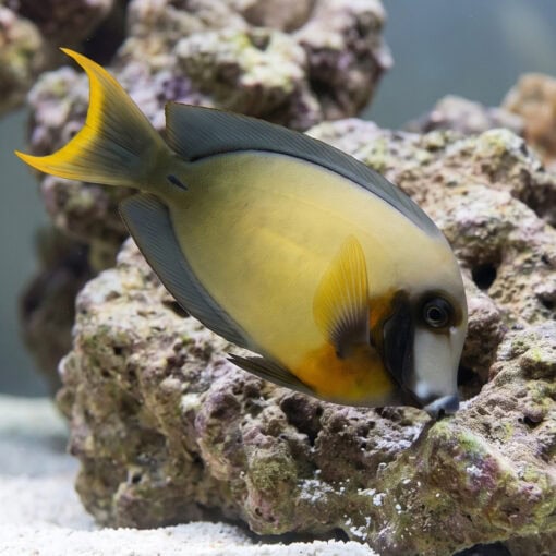Yellow Mimic (Chocolate) Tang