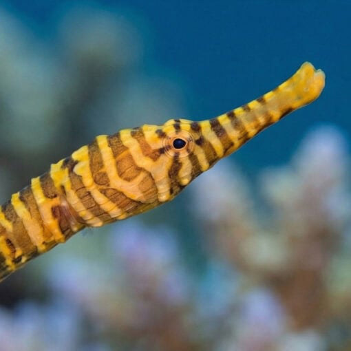 Many Banded Pipefish - Image 2