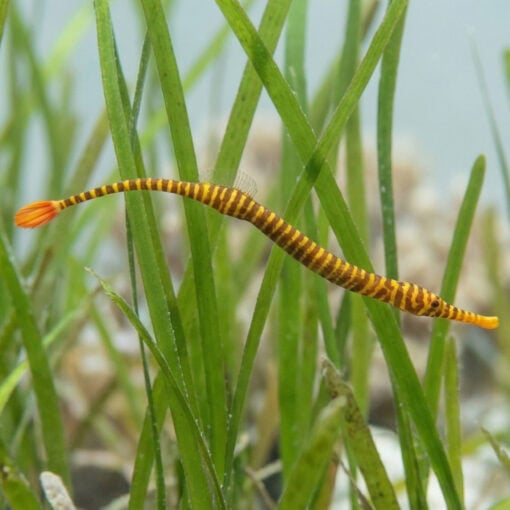 Many Banded Pipefish - Image 3