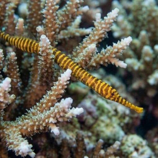 Many Banded Pipefish - Image 4
