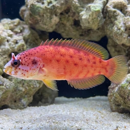 Lava Pseudogramma - Image 3