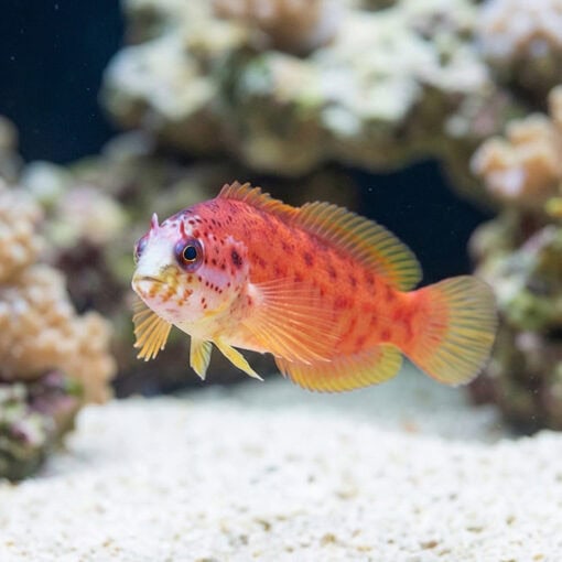 Lava Pseudogramma - Image 4