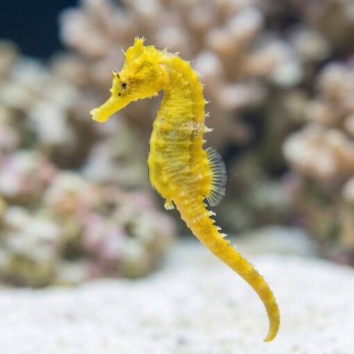 Brazilian Longsnout Reidi Seahorse - Image 5