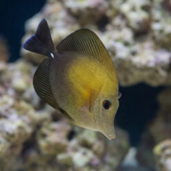 Alternative view of Yellow Scopas Tang