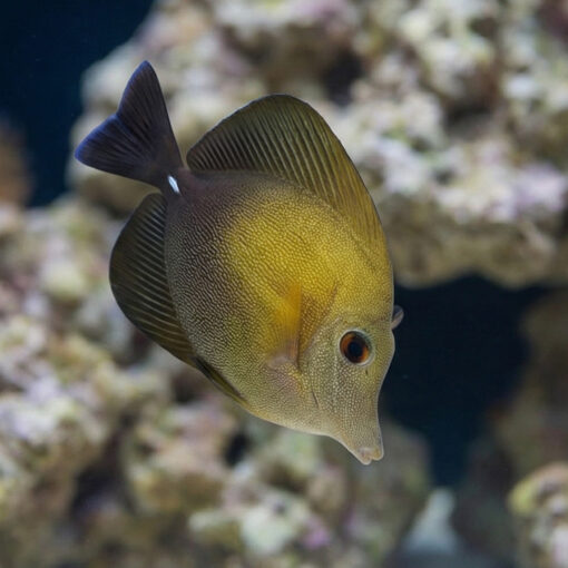 Yellow Scopas Tang - Image 2
