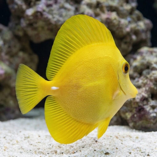 Yellow Scopas Tang - Image 3