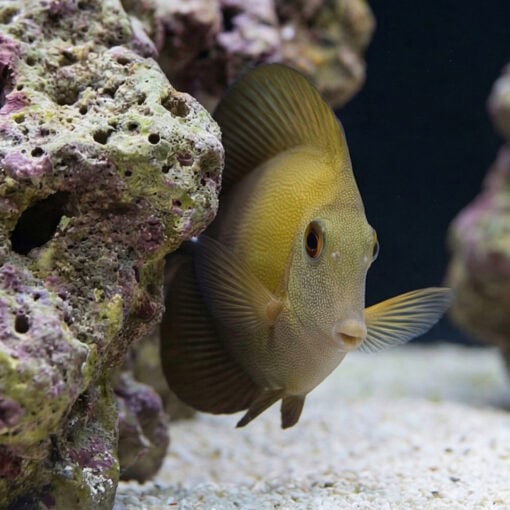 Yellow Scopas Tang - Image 4