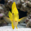 Yellow Scopas Tang